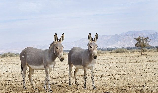 La Somalie "est au bord d'une catastrophe humanitaire"