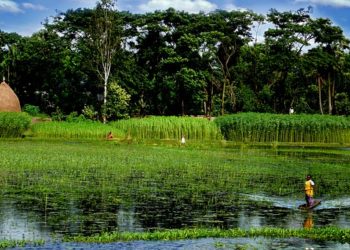 Inondations au Bangladesh : les habitations et les cultures détruites