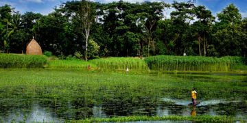 Inondations au Bangladesh : les habitations et les cultures détruites