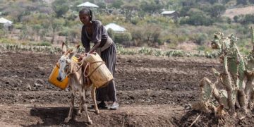 En Ethiopie "la plus grande sécheresse depuis 40 ans"