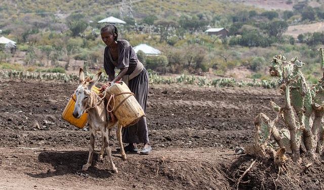 En Ethiopie "la plus grande sécheresse depuis 40 ans"