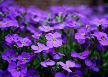Des étudiants toulousains, champions du monde de biologie synthétique
