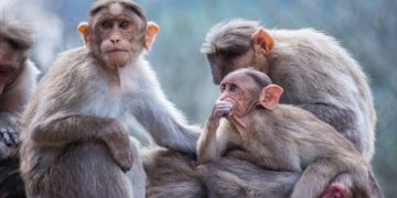 Variole du singe. Un premier cas suspect signalé en France