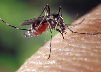 Déjà 13 cas de Dengue recensés en France en ce mois de Mai