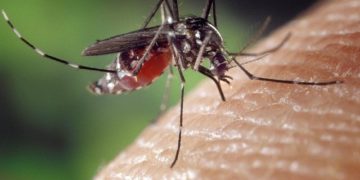 Déjà 13 cas de Dengue recensés en France en ce mois de Mai