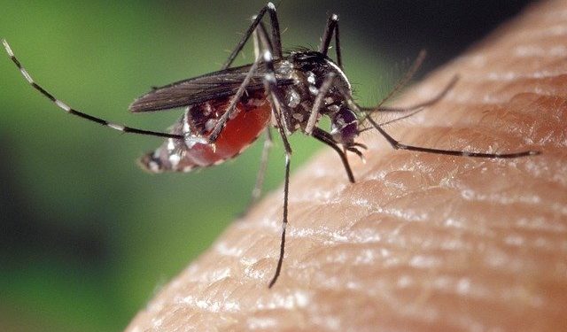 Déjà 13 cas de Dengue recensés en France en ce mois de Mai