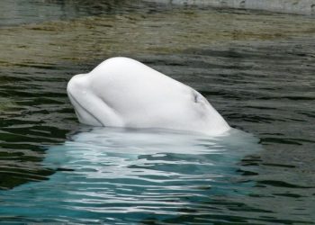Béluga dans la Seine. L'opération exceptionnelle mobilise d'importants moyens humains