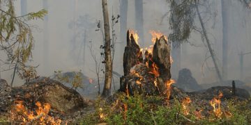 Incendie dans la forêt de Brocéliande