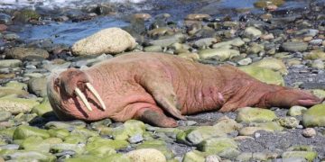 Norvège : la star de l'été se nomme Freya, un morse femelle de plus de 500 kilos