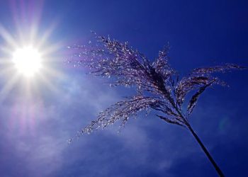 Premiers records de chaleurs pulvérisés ce lundi dans le Sud Ouest de la France