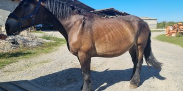 Près de Toulouse, le propriétaire d'animaux de "santé déplorable" placé en garde à vue