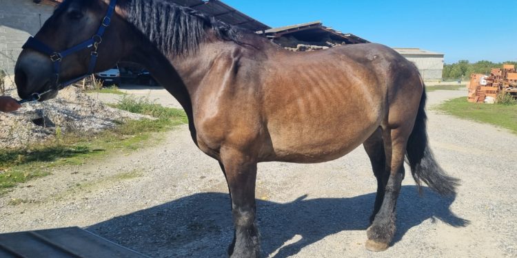 Près de Toulouse, le propriétaire d'animaux de "santé déplorable" placé en garde à vue
