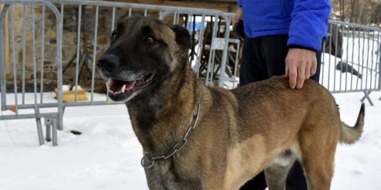 Sébastien nous a donné du fil à retordre. Nous avons passé plus de deux jours à le chercher avec des conditions météorologiques délicates. L'issue est belle, il est sain et sauf.