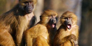 Étudier les babouins et comprendre ce qui fait de nous des primates à part