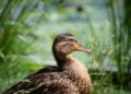 La grippe aviaire confirmée aux portes de Toulouse
