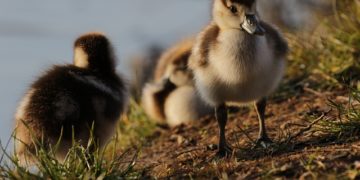 Soupçon de foyer de grippe aviaire en Ariège