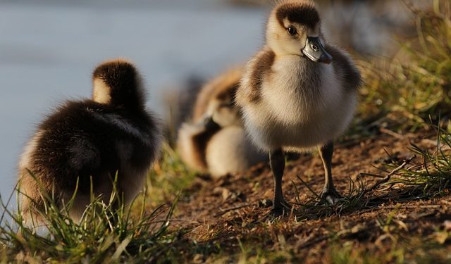 Soupçon de foyer de grippe aviaire en Ariège