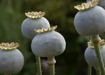 La production d'opium en forte hausse en Birmanie