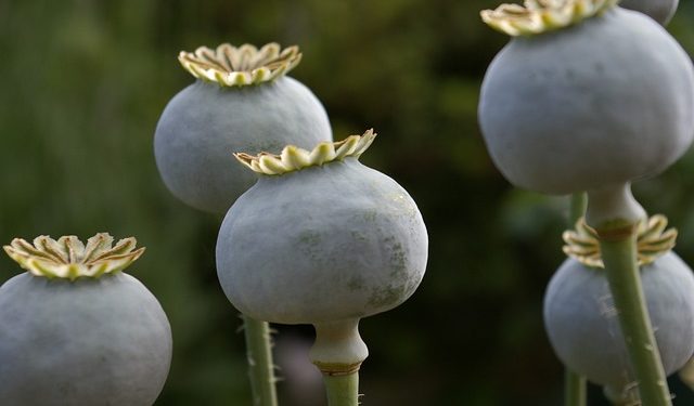 La production d'opium en forte hausse en Birmanie