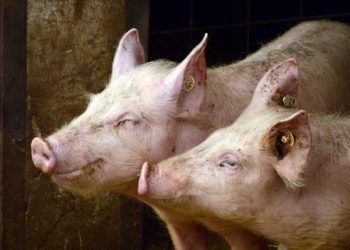 200 cochons morts dans l'incendie d'une ferme