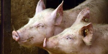 200 cochons morts dans l'incendie d'une ferme