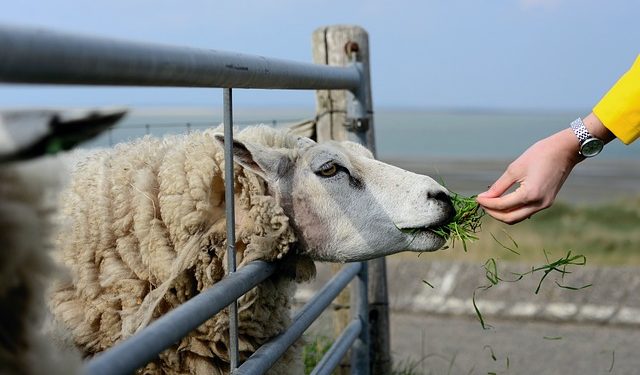 6 jeunes bergers d'Occitanie en route pour le salon de l'agriculture
