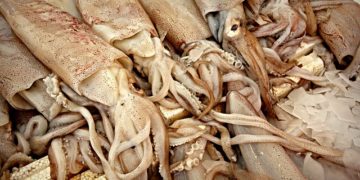 Les extraordinaires images d'un calamar géant au large du Japon