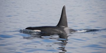 Le bateau d'un breton attaqué par des Orques au large de Gibraltar