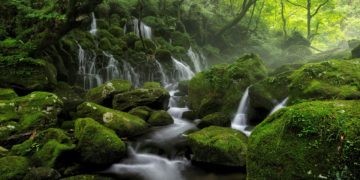 "Protéger les zones humides, c'est protéger la biodiversité"