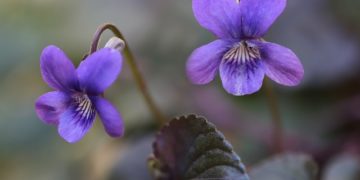 La Fête de la Violette de retour place du Capitole de Toulouse