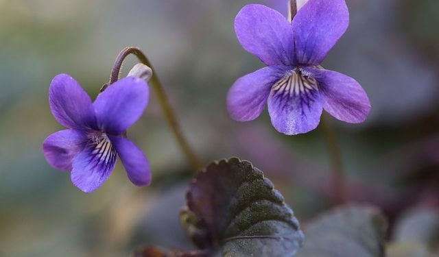 La Fête de la Violette de retour place du Capitole de Toulouse