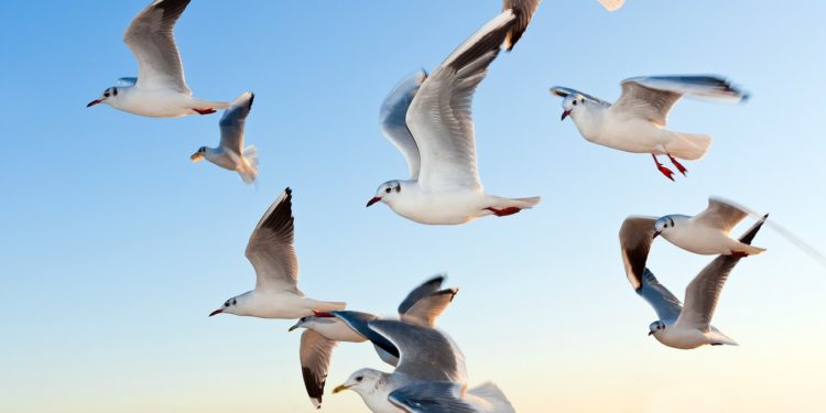 Des mouettes rieuses porteuses de la grippe aviaire à Toulouse : 126 communes en quarantaine