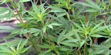 Hausse des accidents de la route, problèmes de santé, la légalisation du cannabis, une fausse bonne idée ?