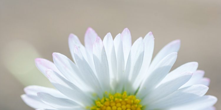 Météo Printanière pour cette première semaine de Printemps à Toulouse