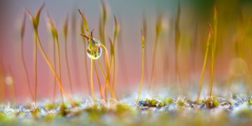 Faire de la photo avec de la chlorophylle