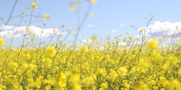 Hausse des températures, soleil, chaleurs et orages, la météo de la semaine à Toulouse