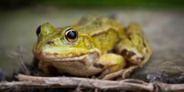Météo Toulouse, une semaine contrastée annoncée par Météo France