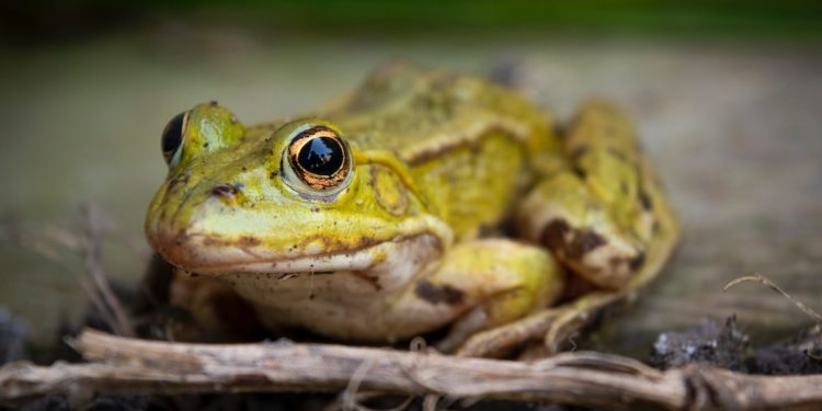 Météo Toulouse, une semaine contrastée annoncée par Météo France