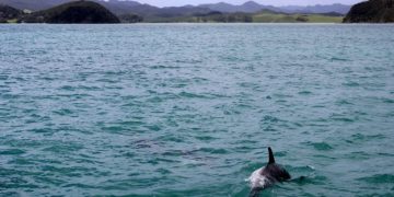 Échouages de dauphins : des vétérinaires formés à Quimper