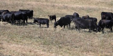 La sécheresse en Europe alimente la désinformation