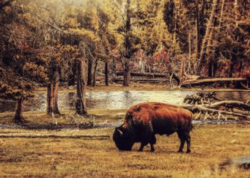 En Espagne et au Portugal, des chevaux et des bisons utilisés pour lutter contre les feux de forêt