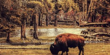 En Espagne et au Portugal, des chevaux et des bisons utilisés pour lutter contre les feux de forêt