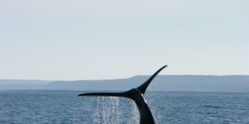 Sur l'île de La Réunion, une saison des baleines "exceptionnelle"