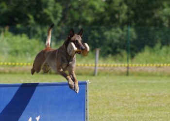 La gendarmerie recrute des chiens qui seront formés dans la région
