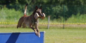 La gendarmerie recrute des chiens qui seront formés dans la région