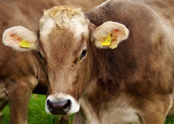 3 foyers de maladie hémorragique épizootique identifiés en Ariège