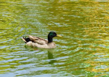 Vents violents, les parcs et jardins de Toulouse fermés ce lundi 4 septembre