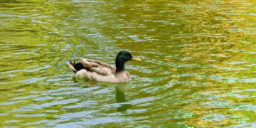 Vents violents, les parcs et jardins de Toulouse fermés ce lundi 4 septembre