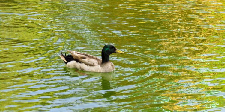 Vents violents, les parcs et jardins de Toulouse fermés ce lundi 4 septembre