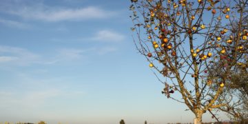 Météo à Toulouse - une fin d'été quasi estivale